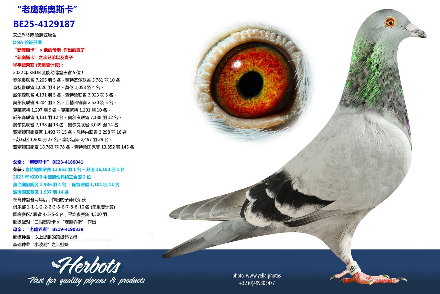 pigeon: undefined