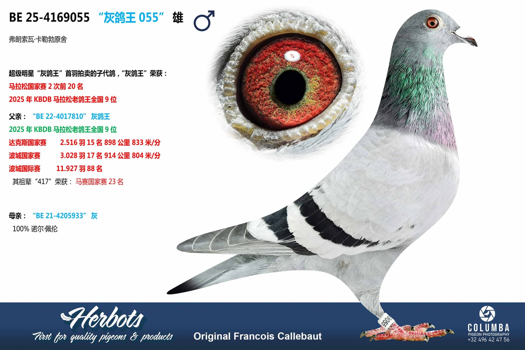 pigeon: undefined