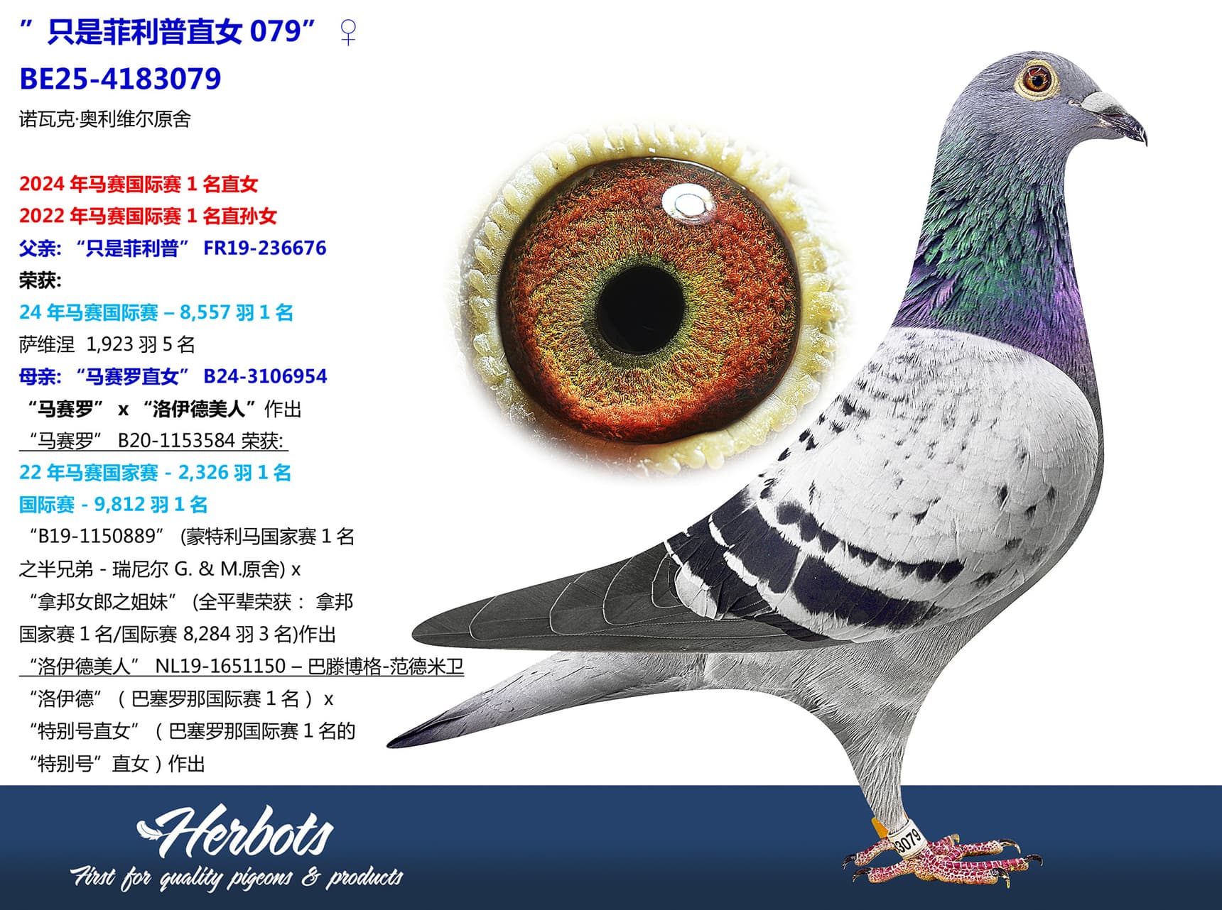 pigeon: ”只是菲利普直女079”