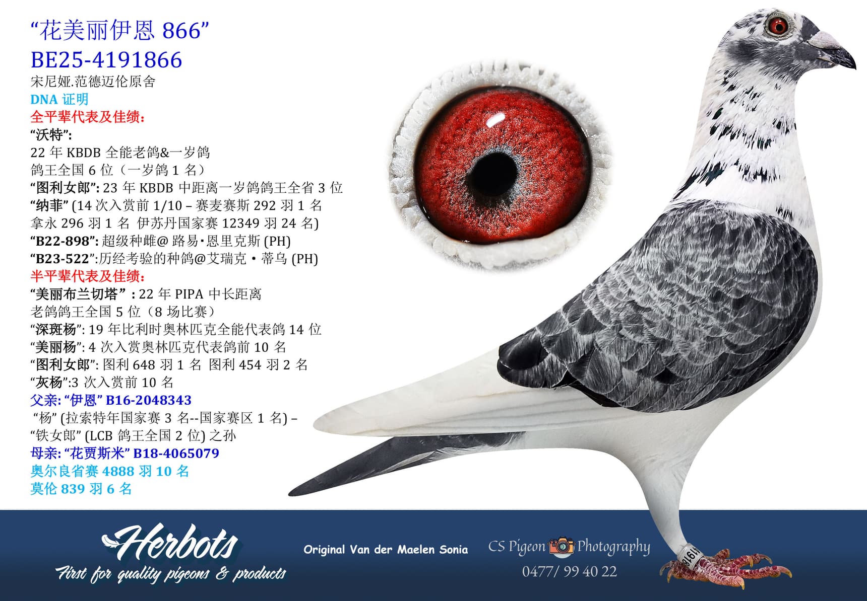 pigeon: undefined