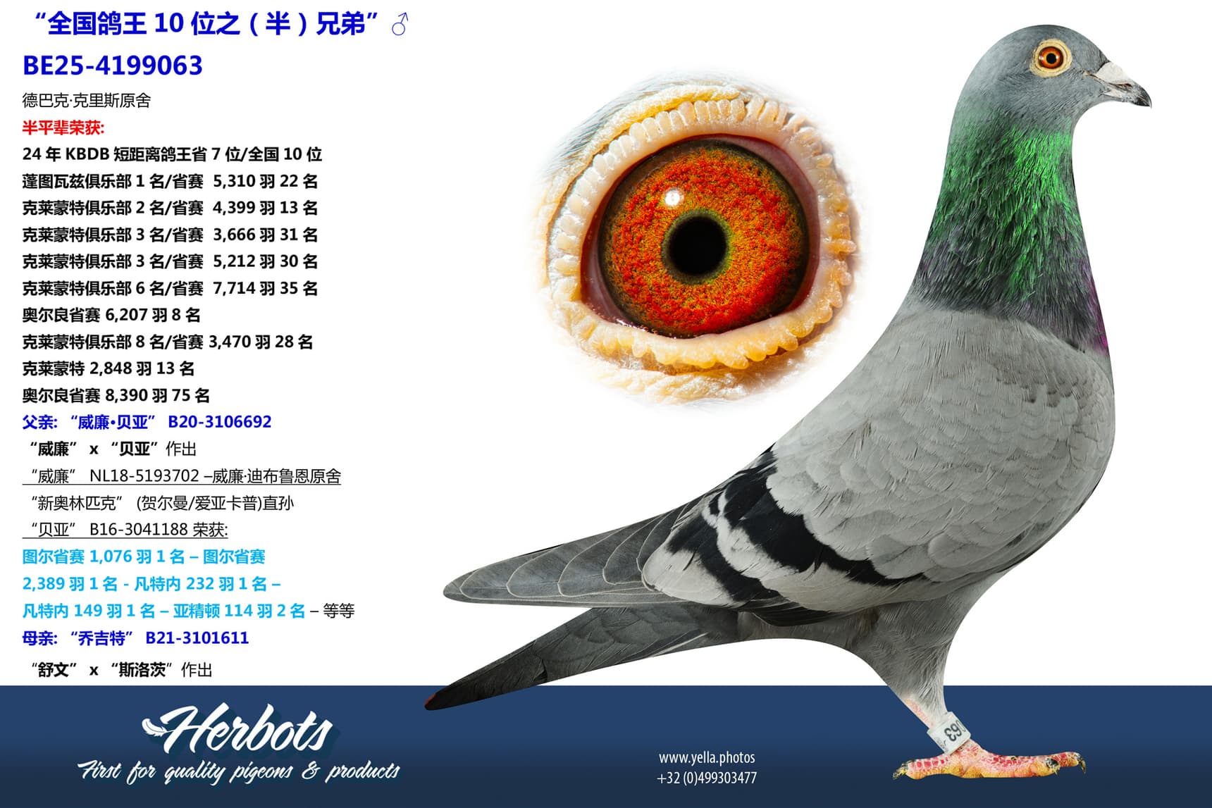 pigeon: undefined