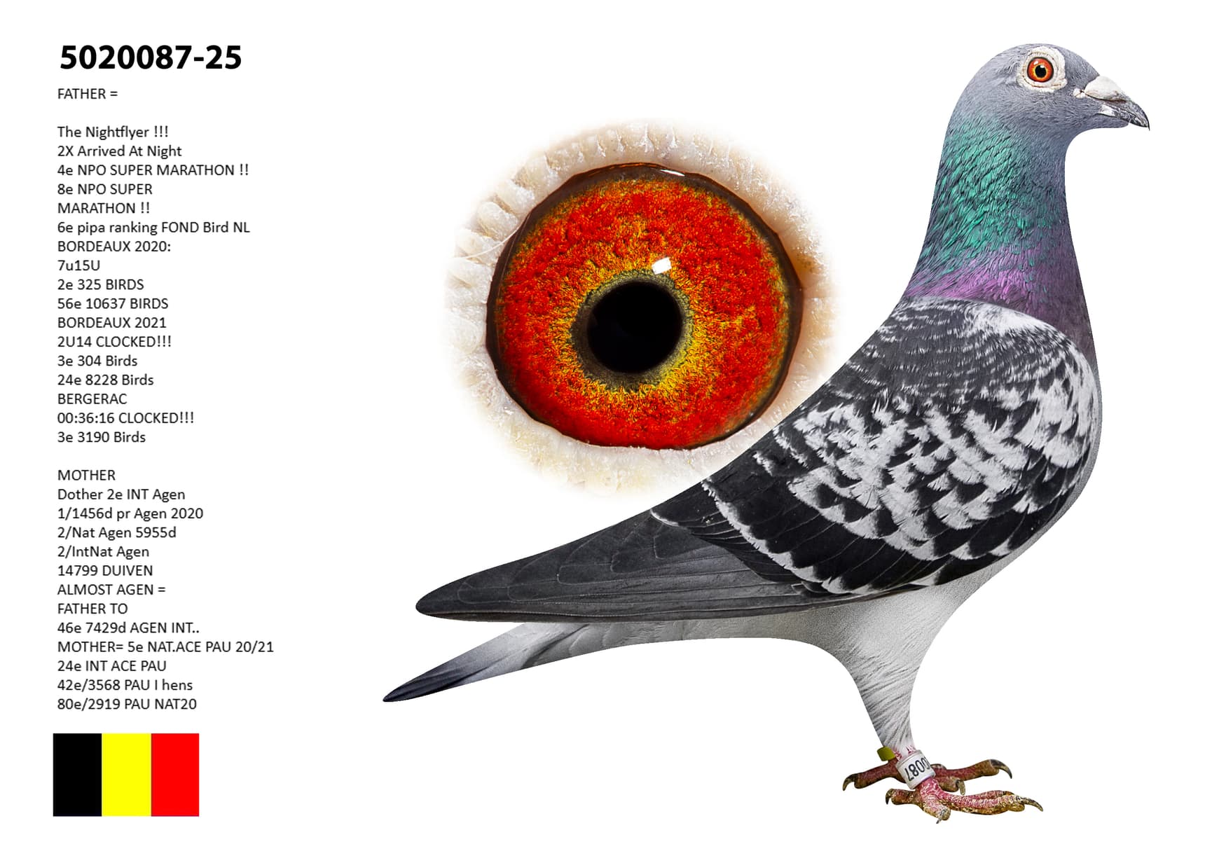 ‘Son Nightflyer’