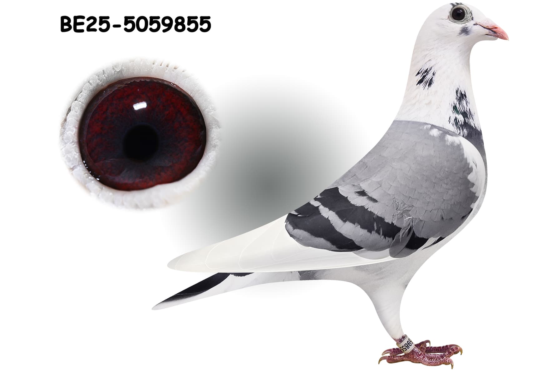 ‘Bonte Kittel’ x ‘Bontje Kittel’