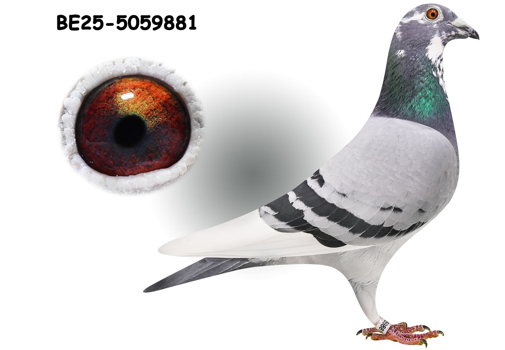 ‘Kl. Son Kittel’ x ‘White Feather Kittel’