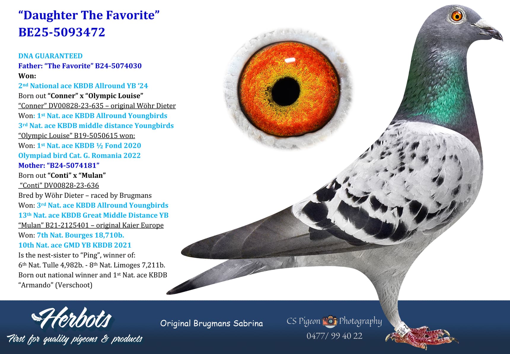 pigeon: undefined