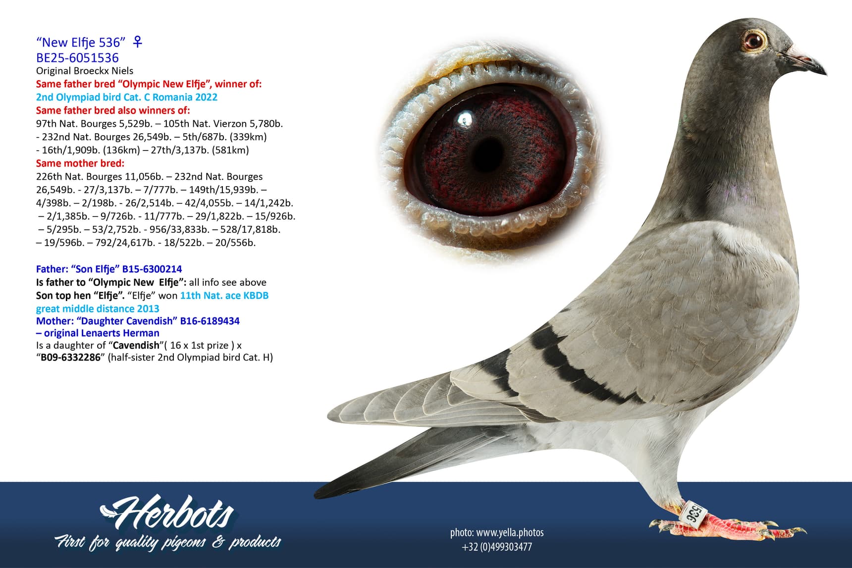 pigeon: undefined