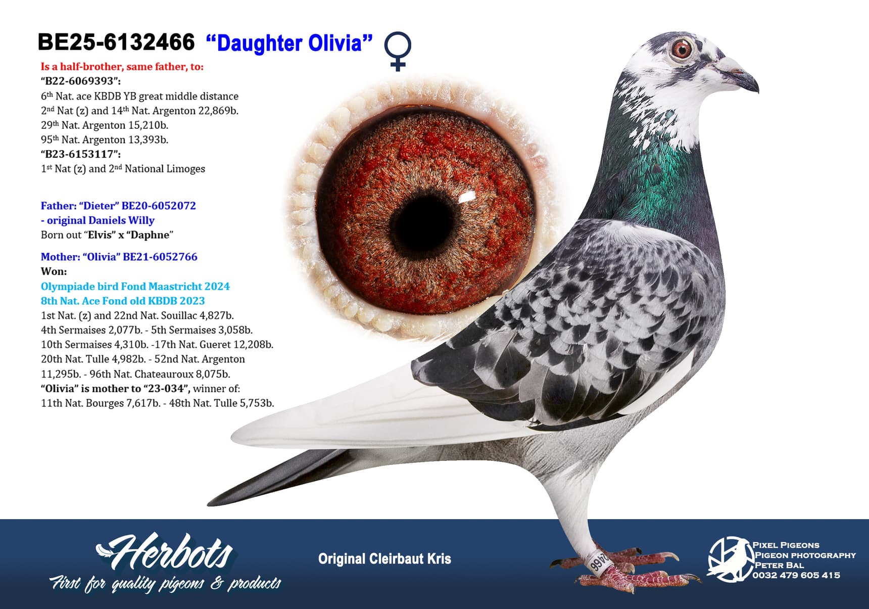 pigeon: undefined