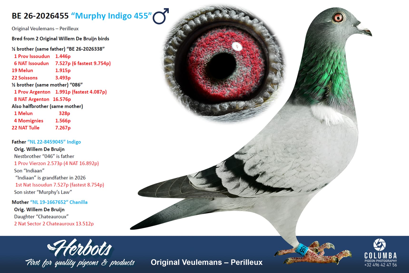 pigeon: undefined