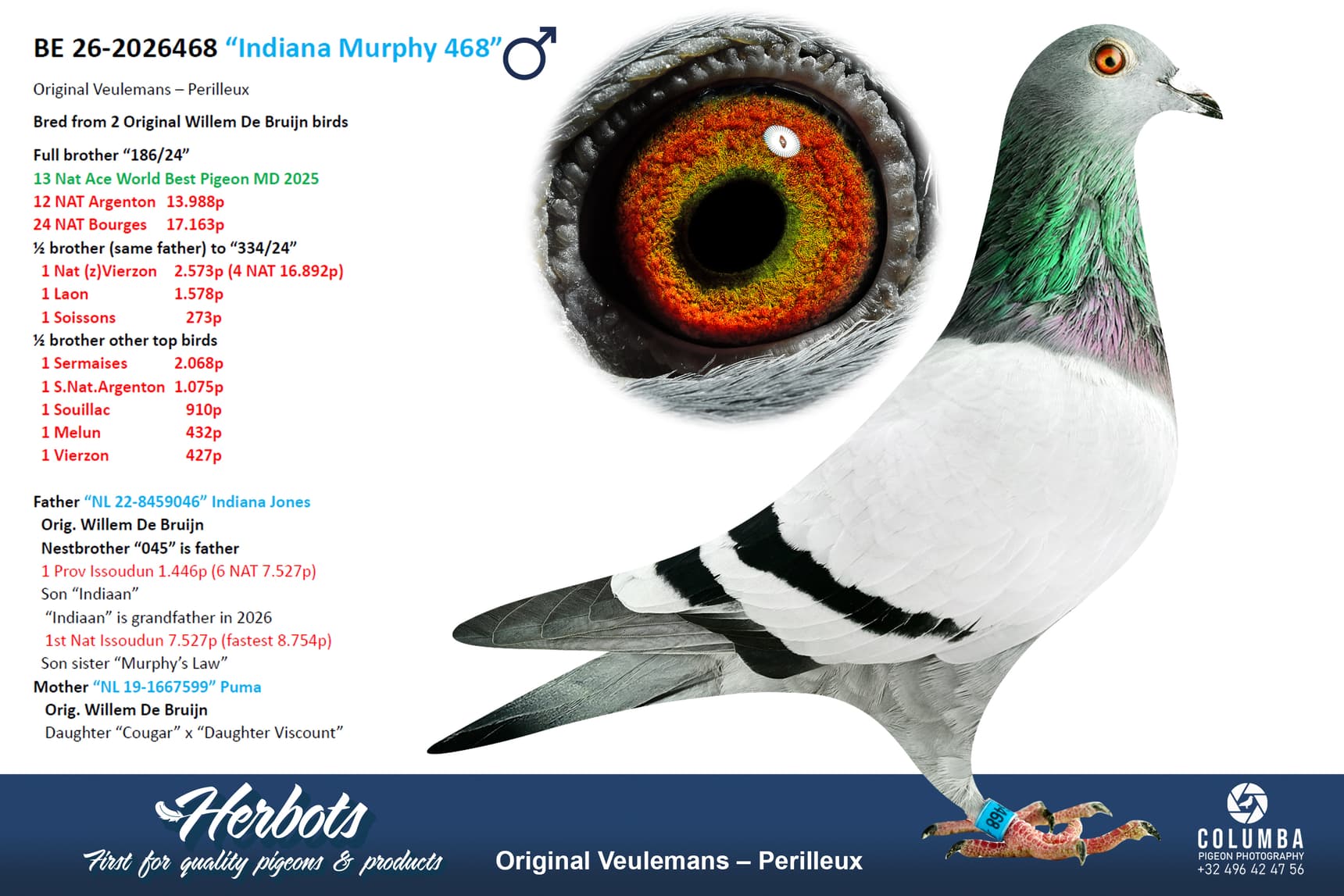 pigeon: undefined