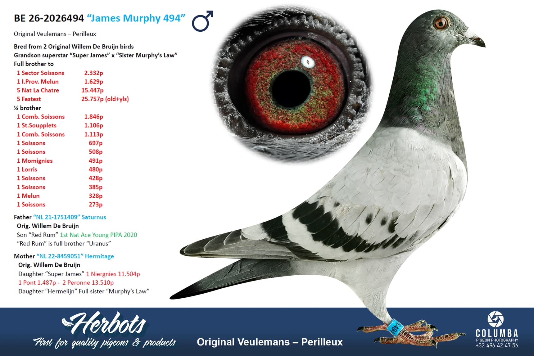 pigeon: undefined