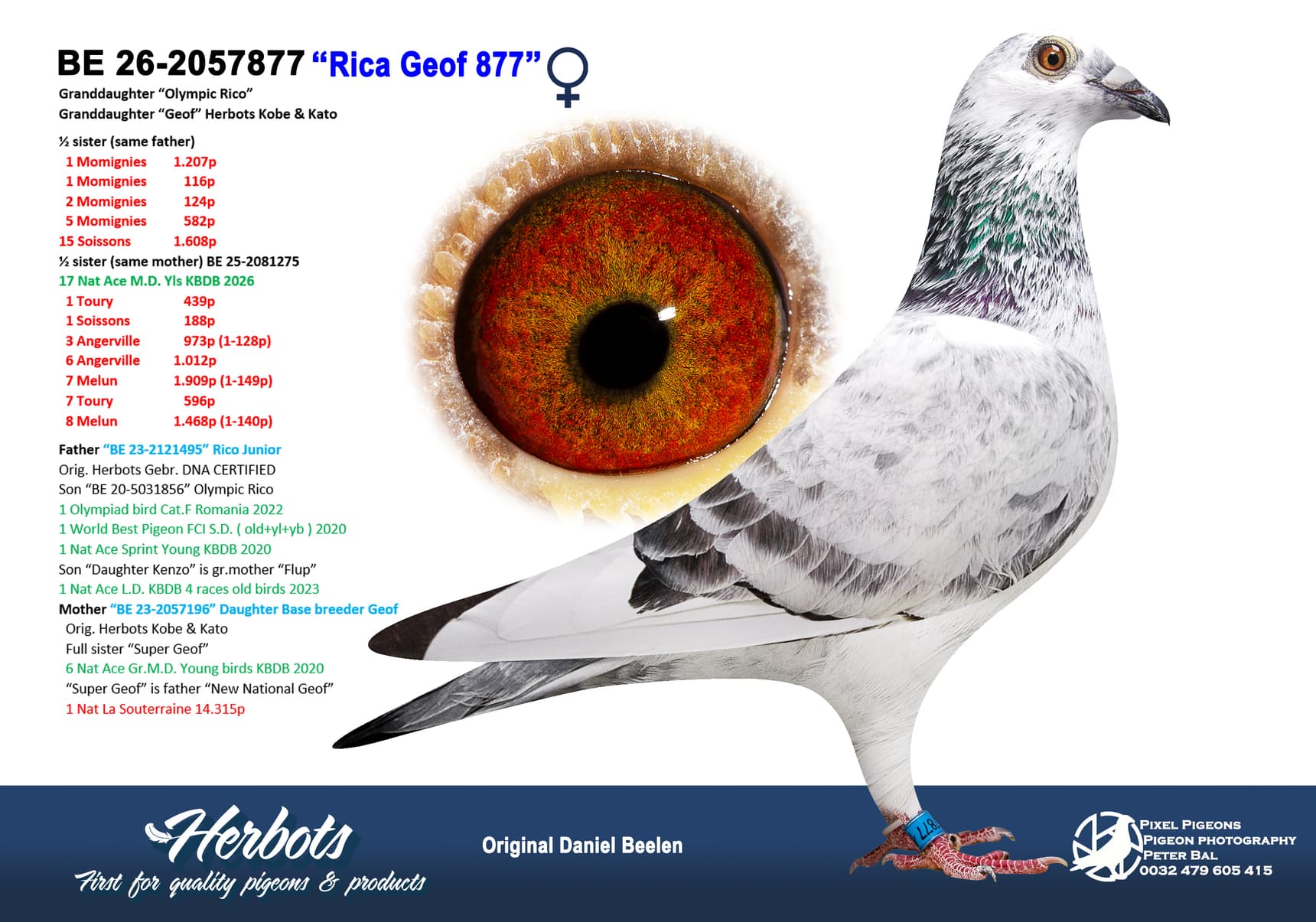 ‘Rica Geof 877’