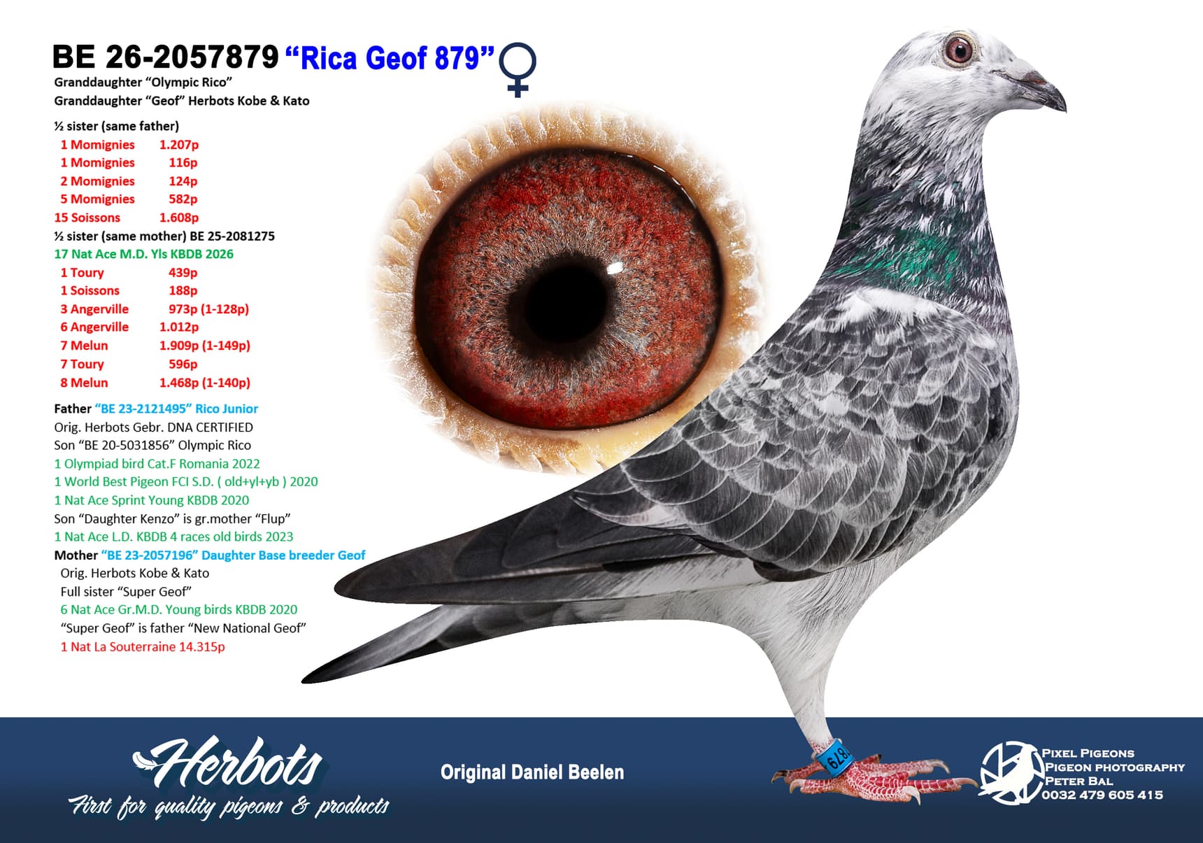 ‘Rica Geof 879’