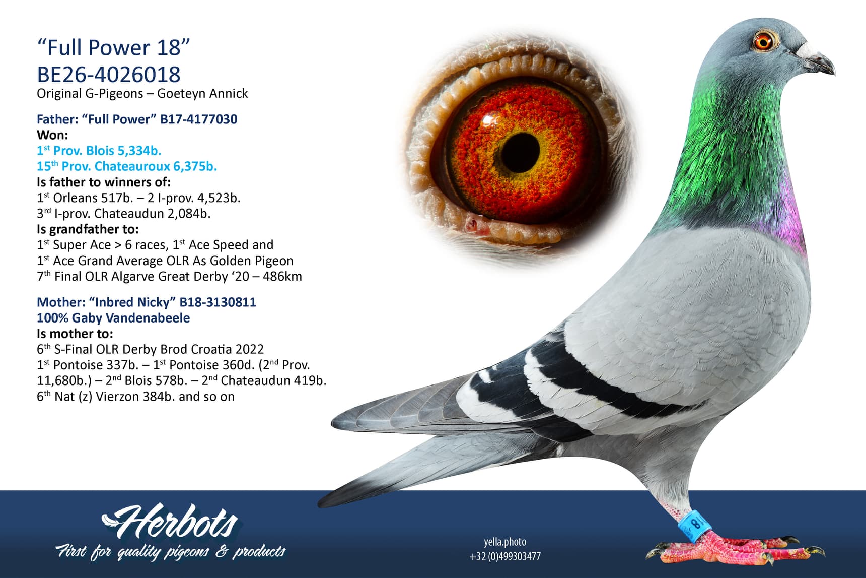 pigeon: undefined