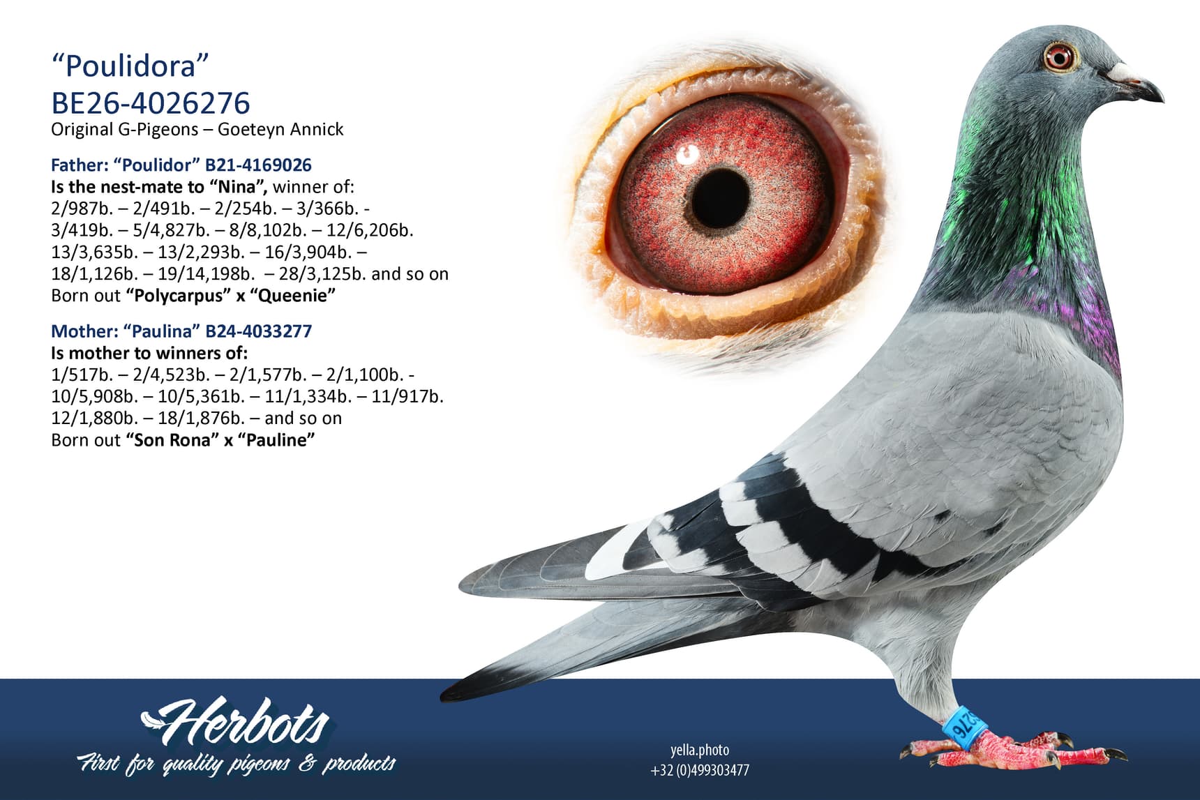 pigeon: undefined
