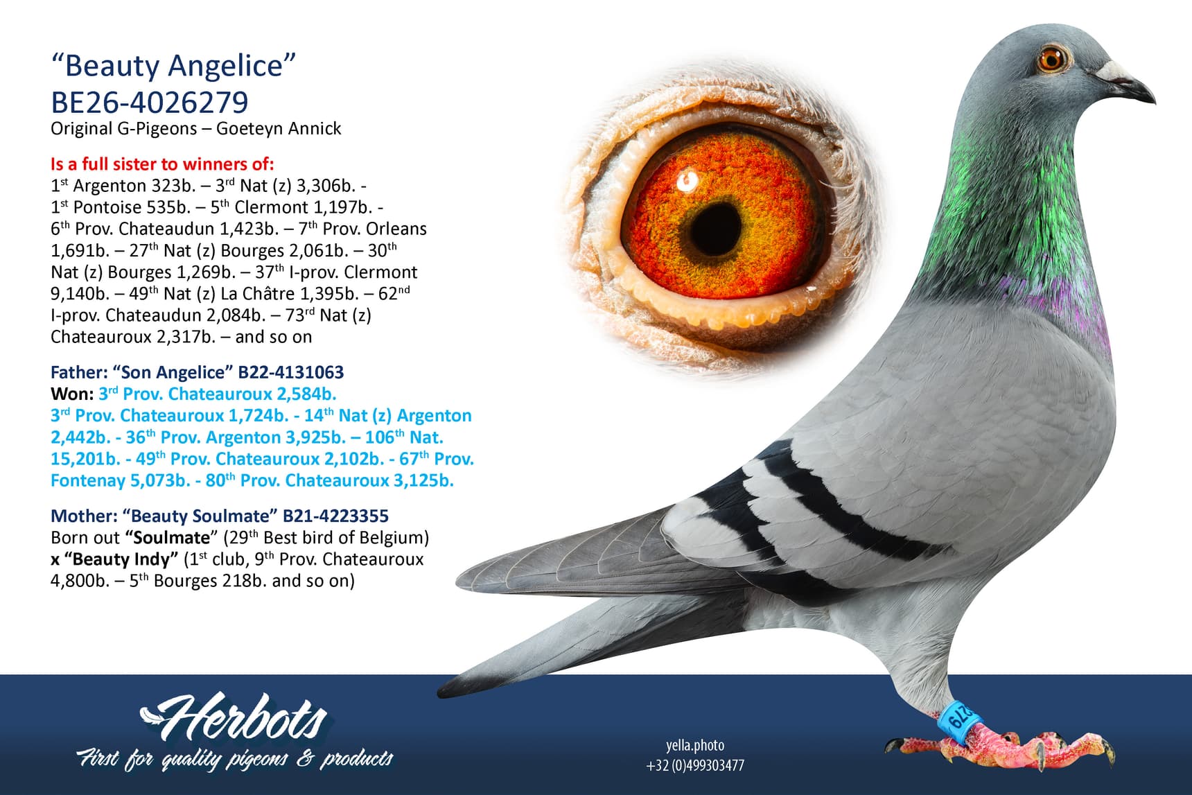 pigeon: undefined