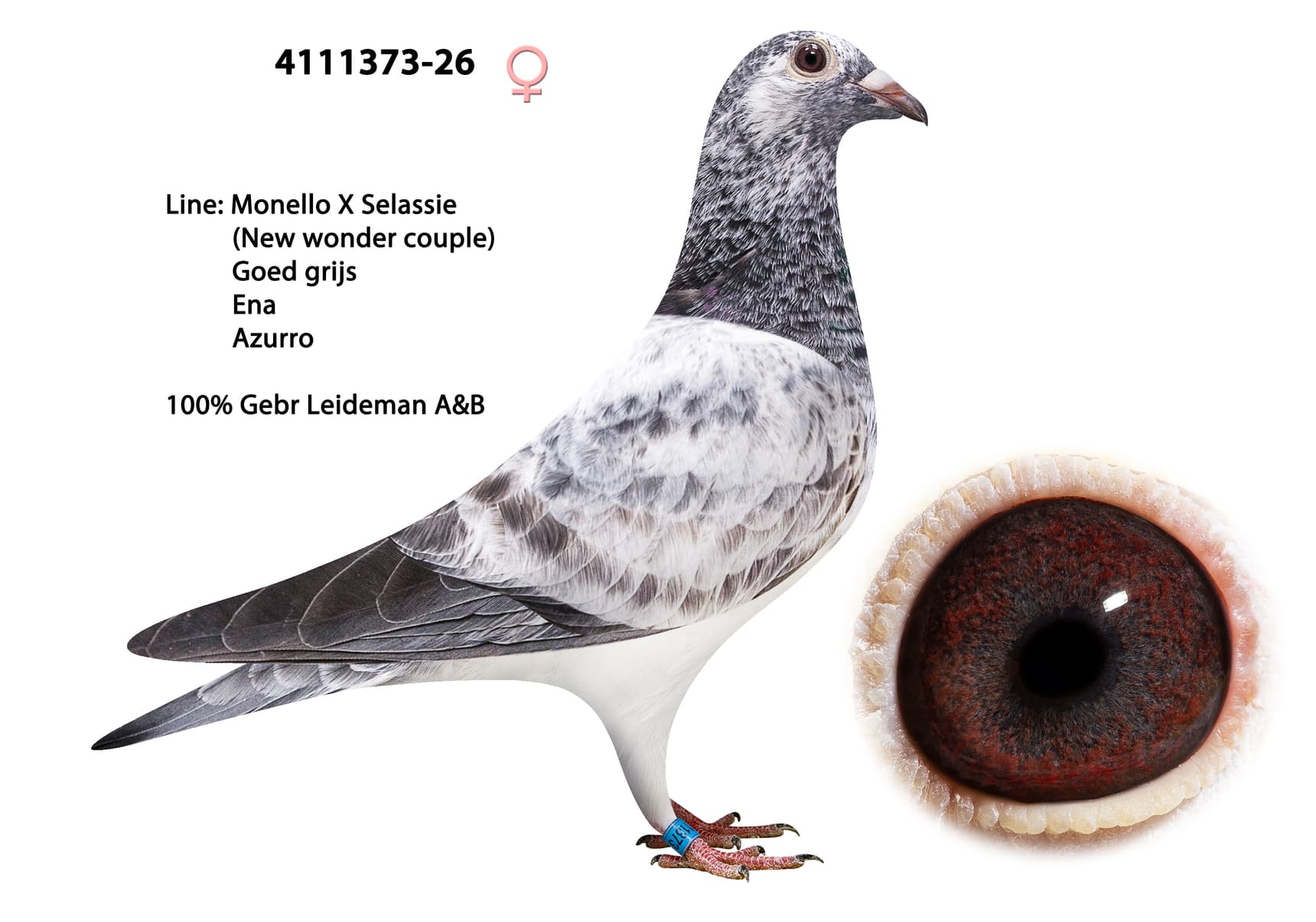 ‘Expensive Leideman’ x ‘Grey Azurro’