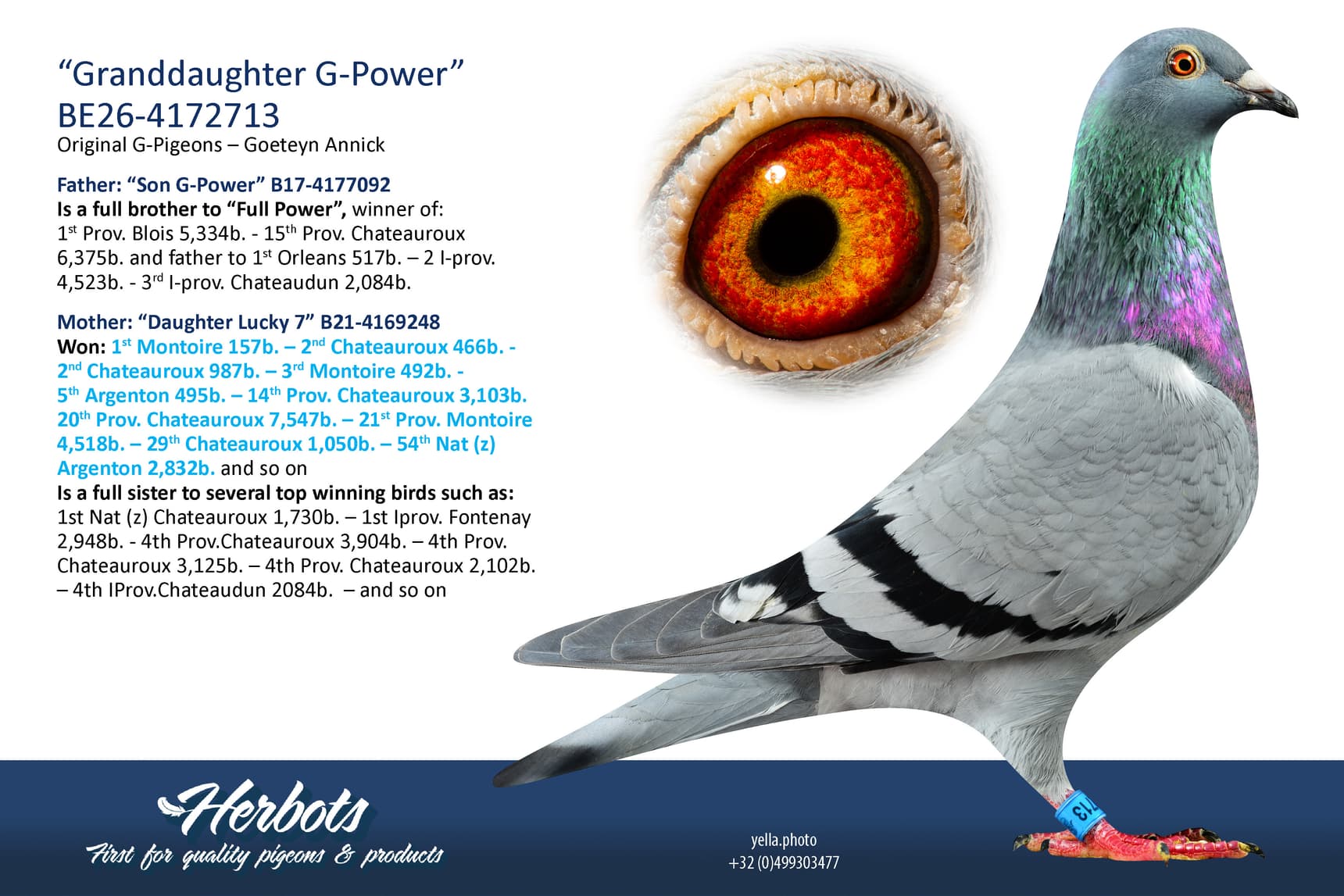 pigeon: undefined