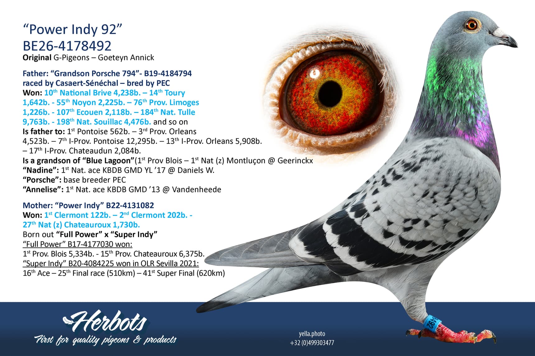 pigeon: undefined