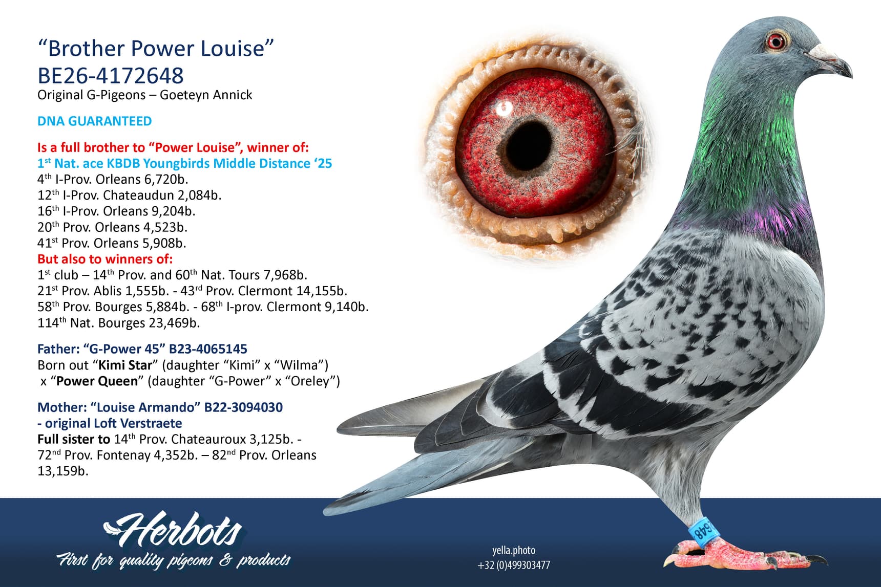 pigeon: undefined