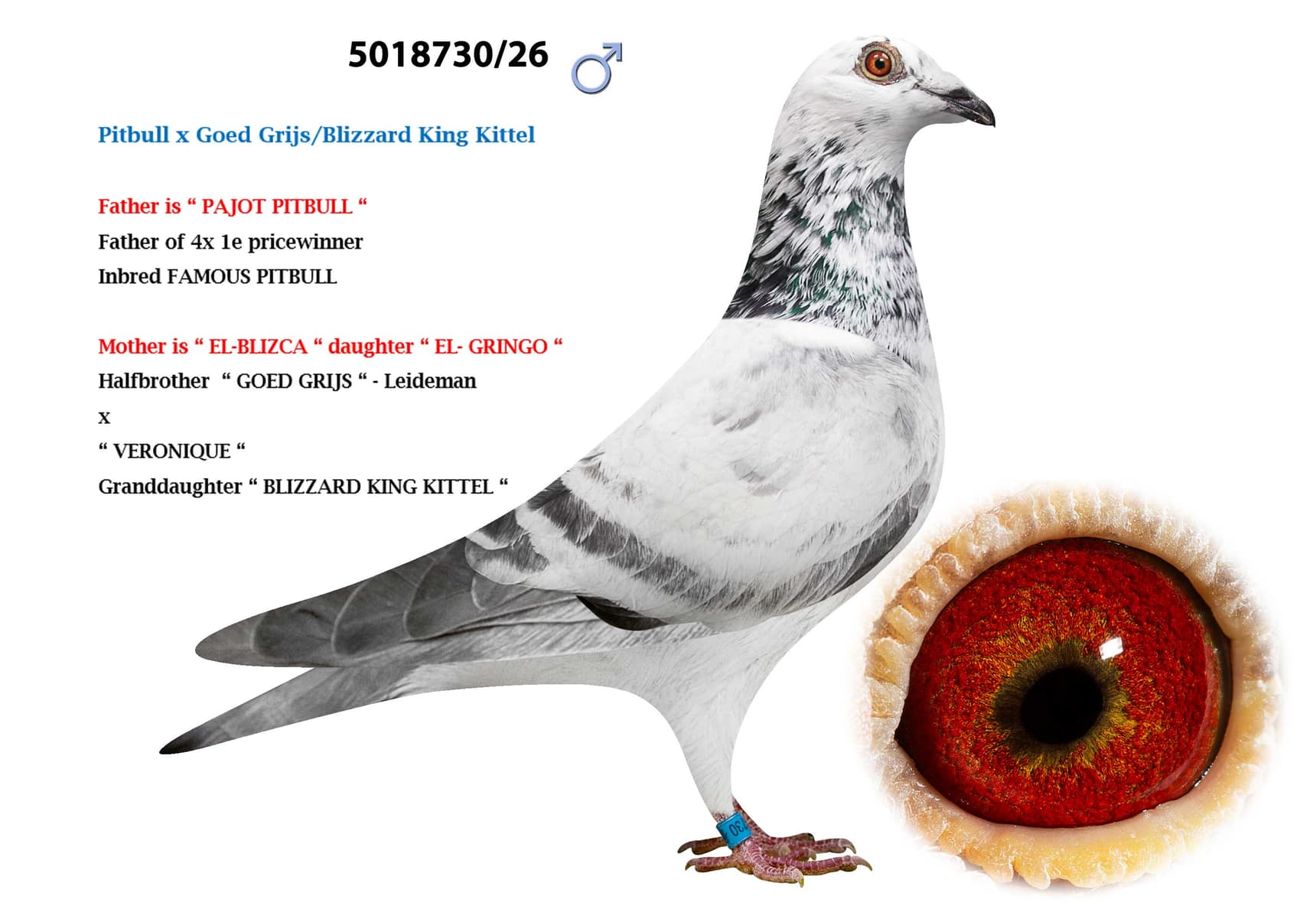 ‘Pitbull x Goed Grijs/Blizzard King Kittel’