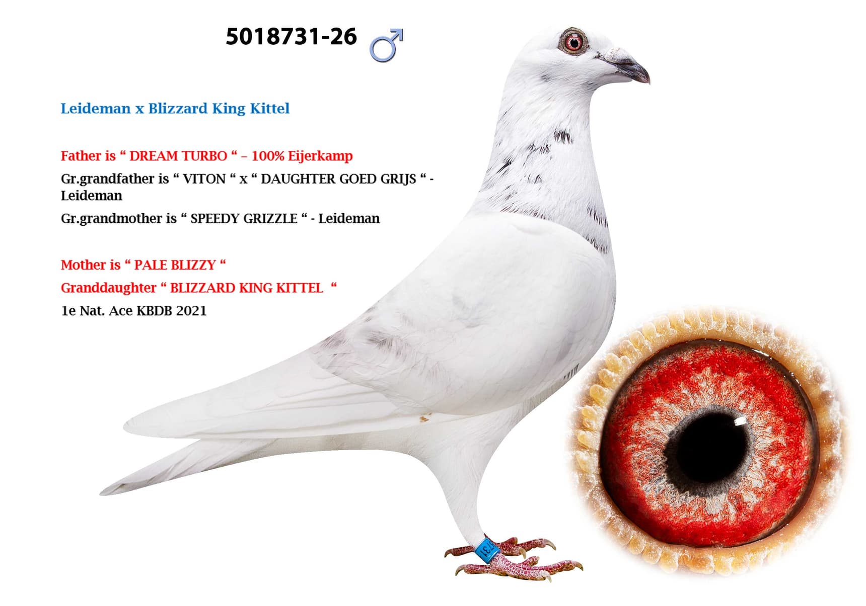 ‘Leideman x Blizzard King Kittel’