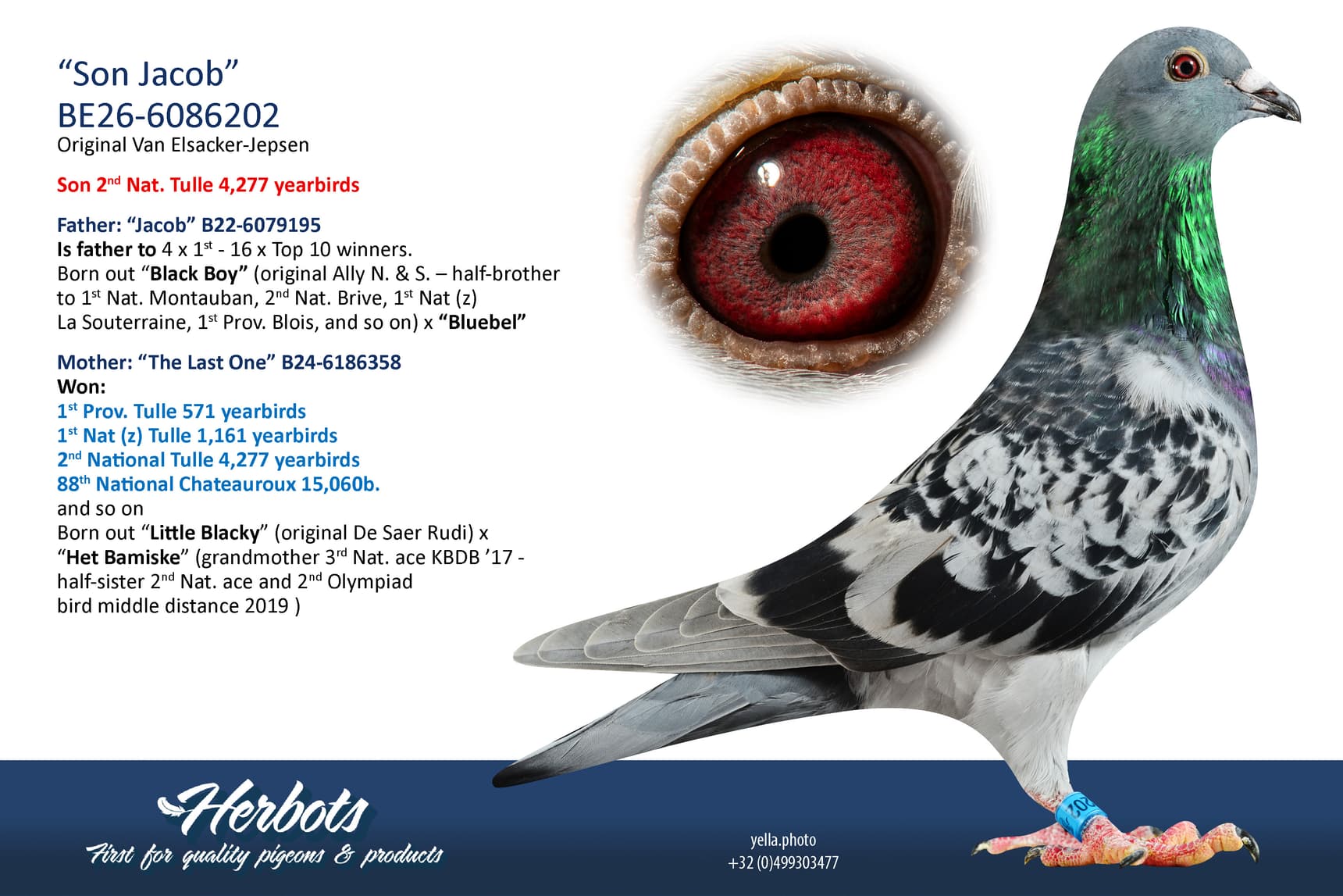 pigeon: undefined