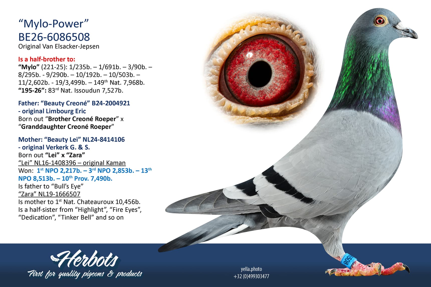 pigeon: undefined