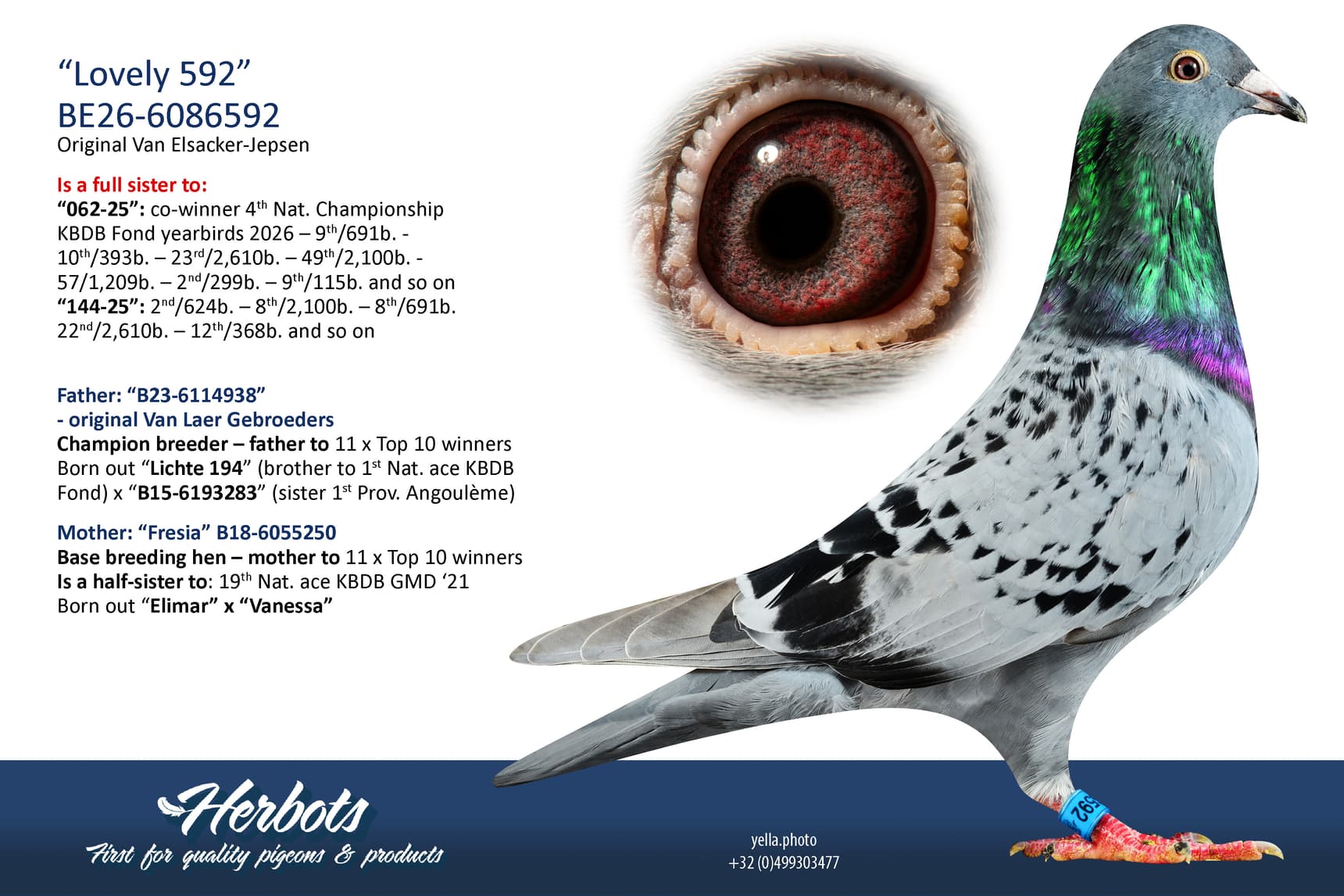 pigeon: undefined