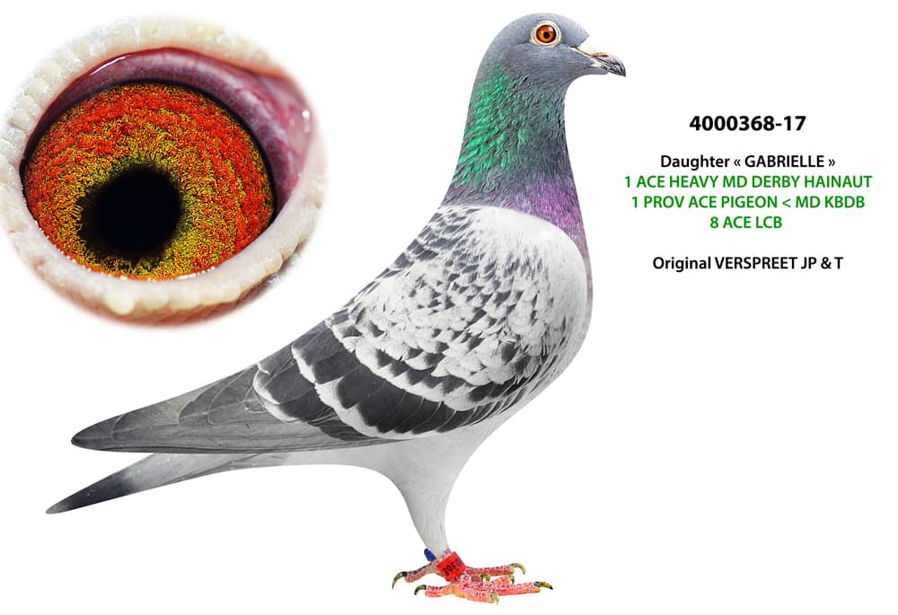 pigeon: undefined