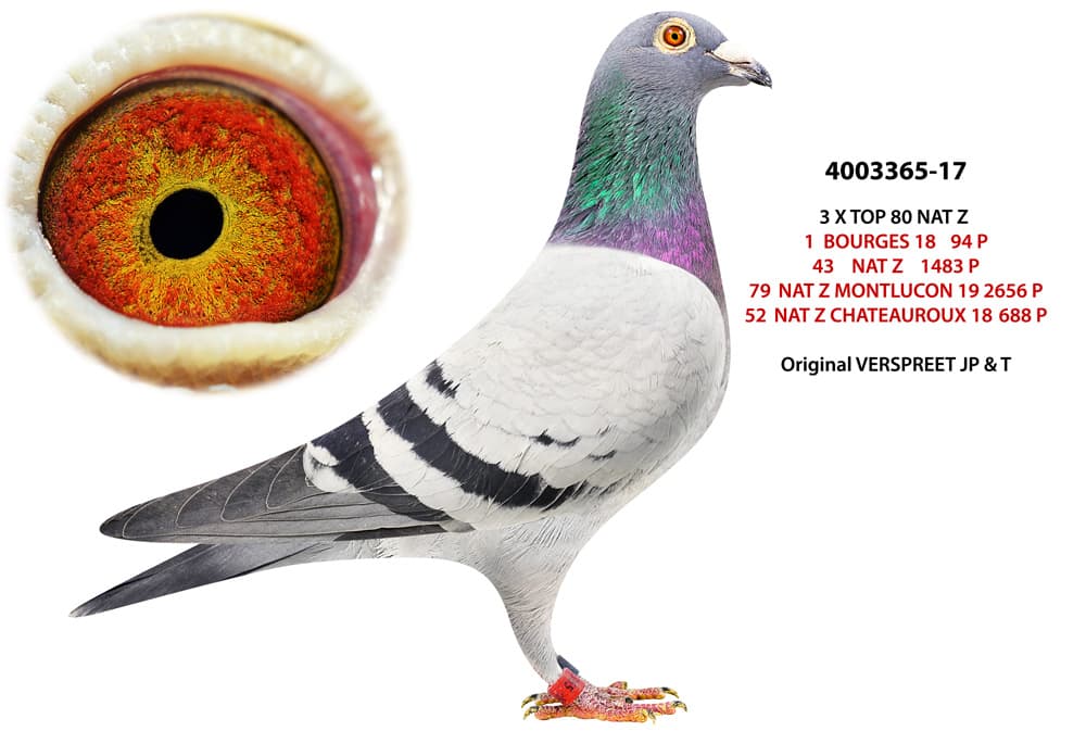 pigeon: undefined