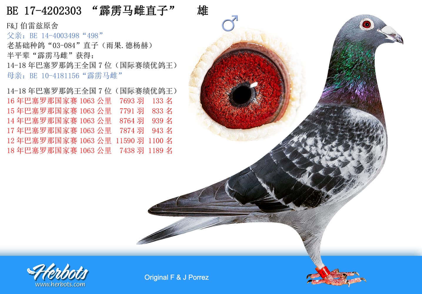 pigeon: undefined