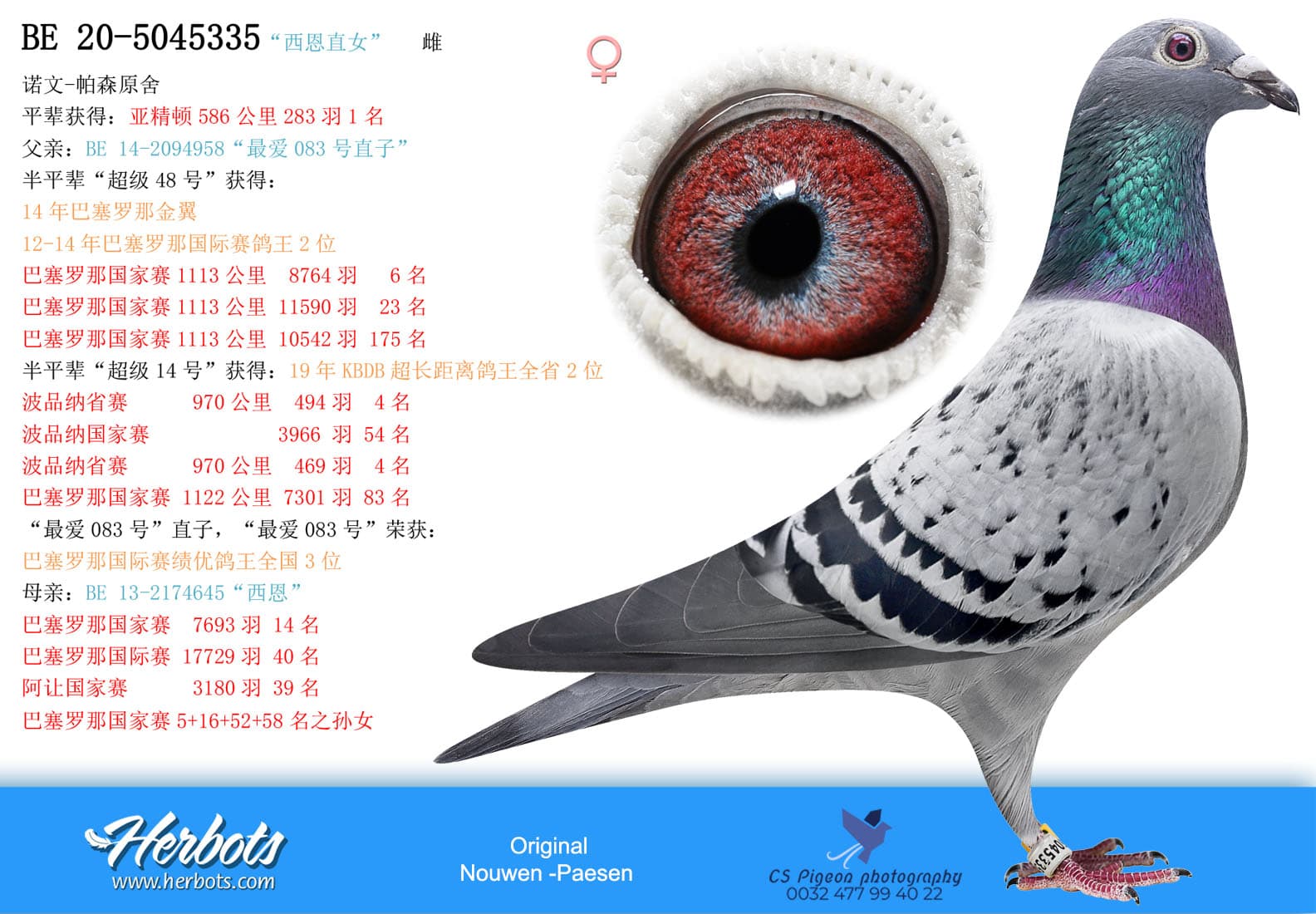 pigeon: “西恩直女”
