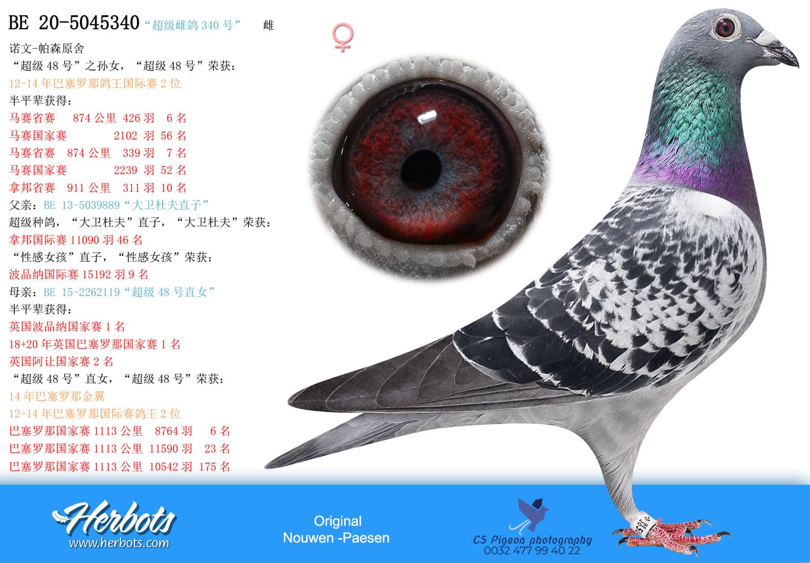 pigeon: “超级雌鸽340号”