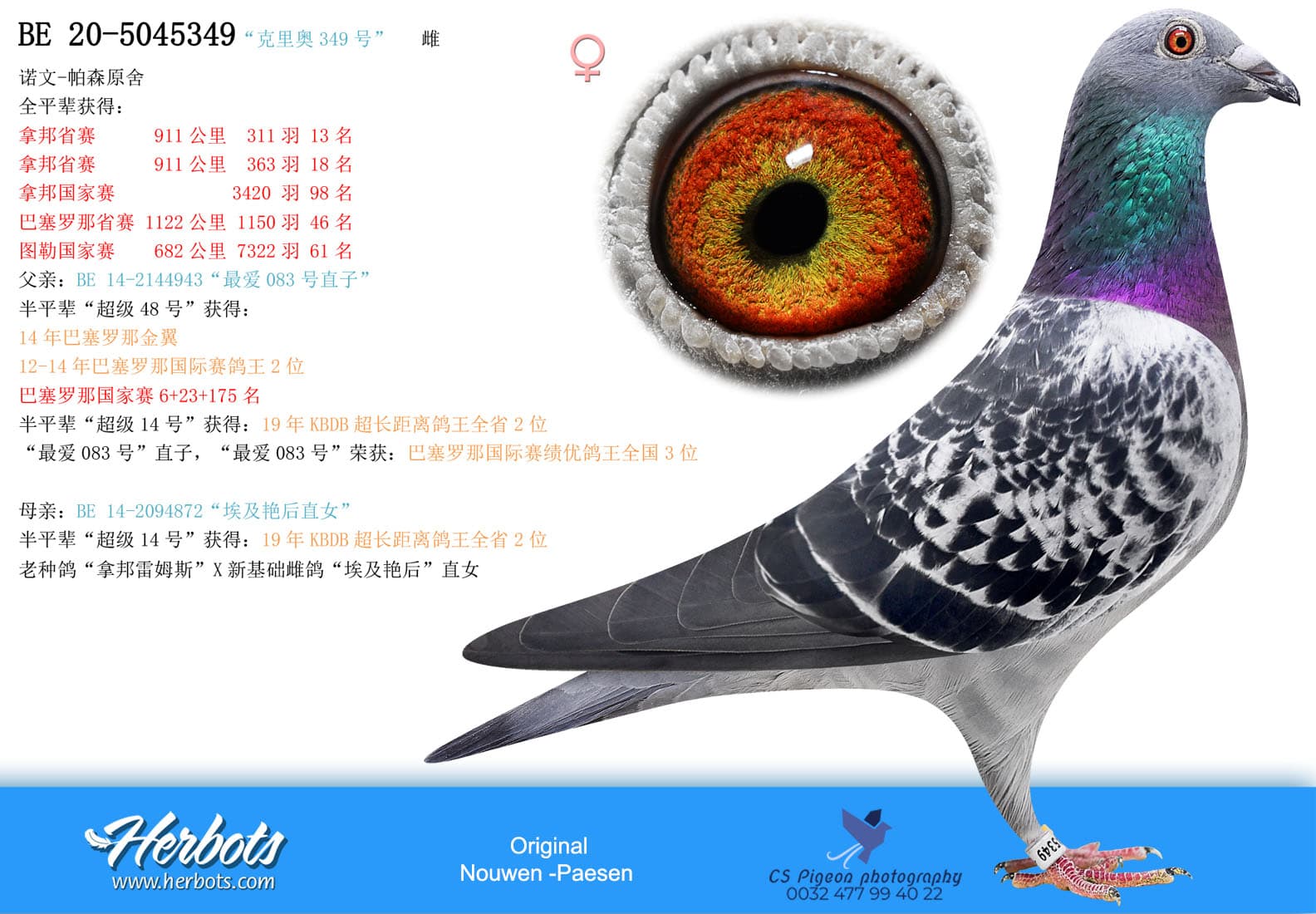 pigeon: “克里奥349号”