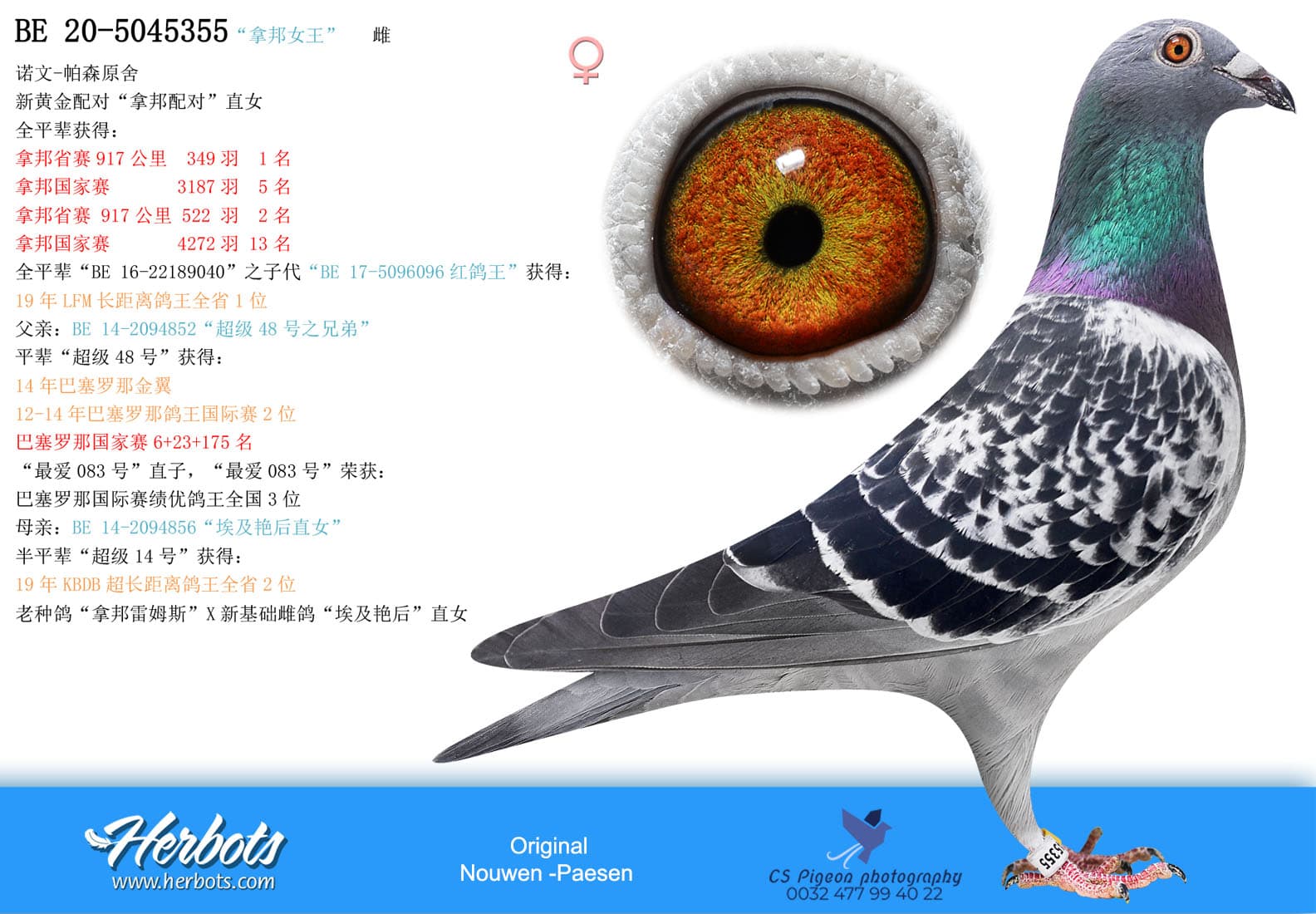 pigeon: undefined