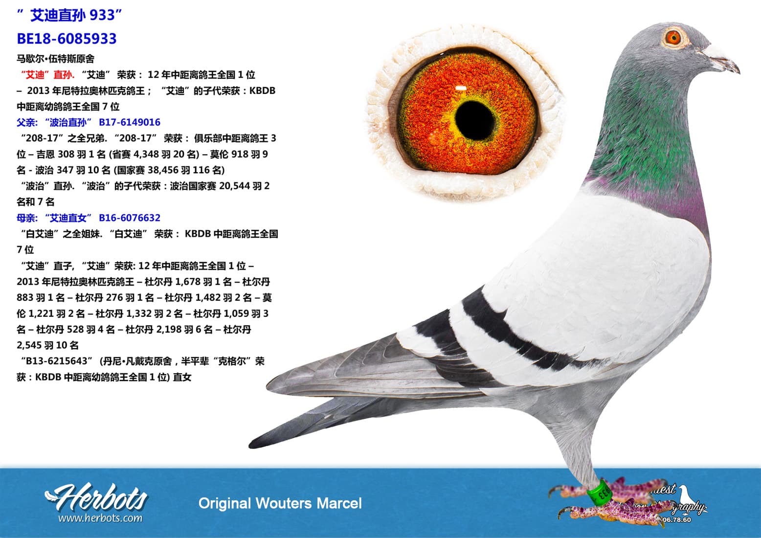 pigeon: ”艾迪直孙933”