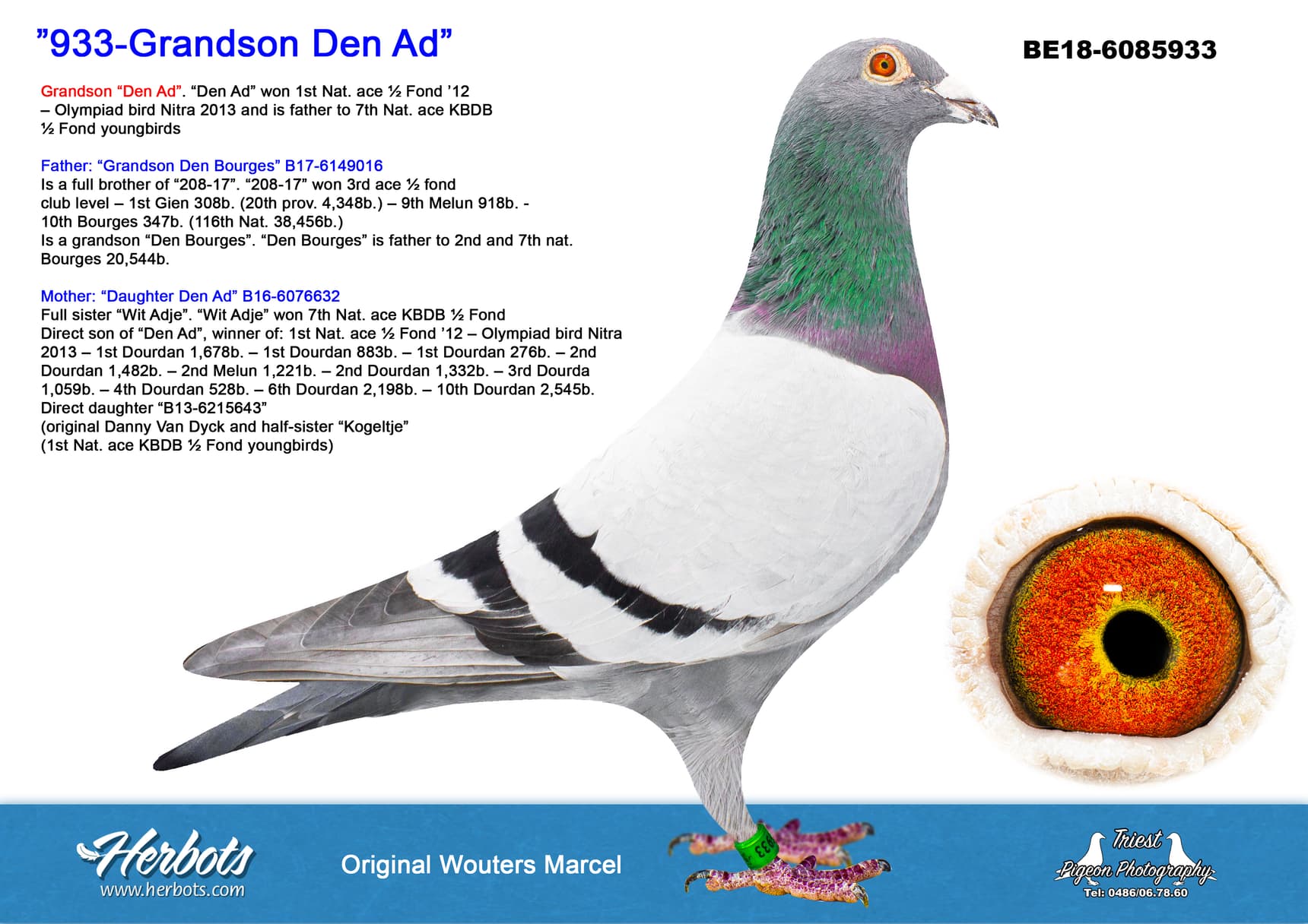 pigeon: undefined