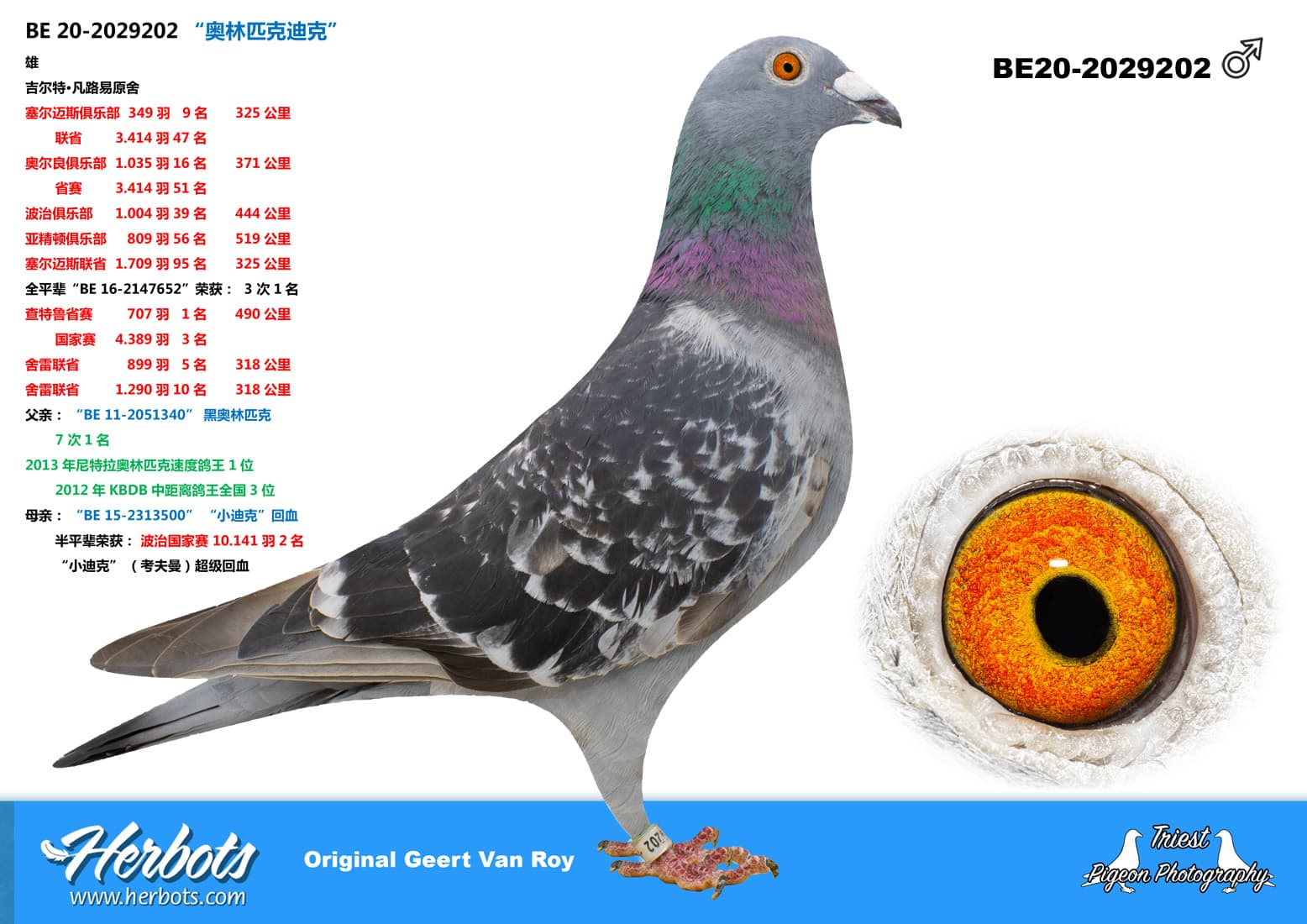 pigeon: undefined