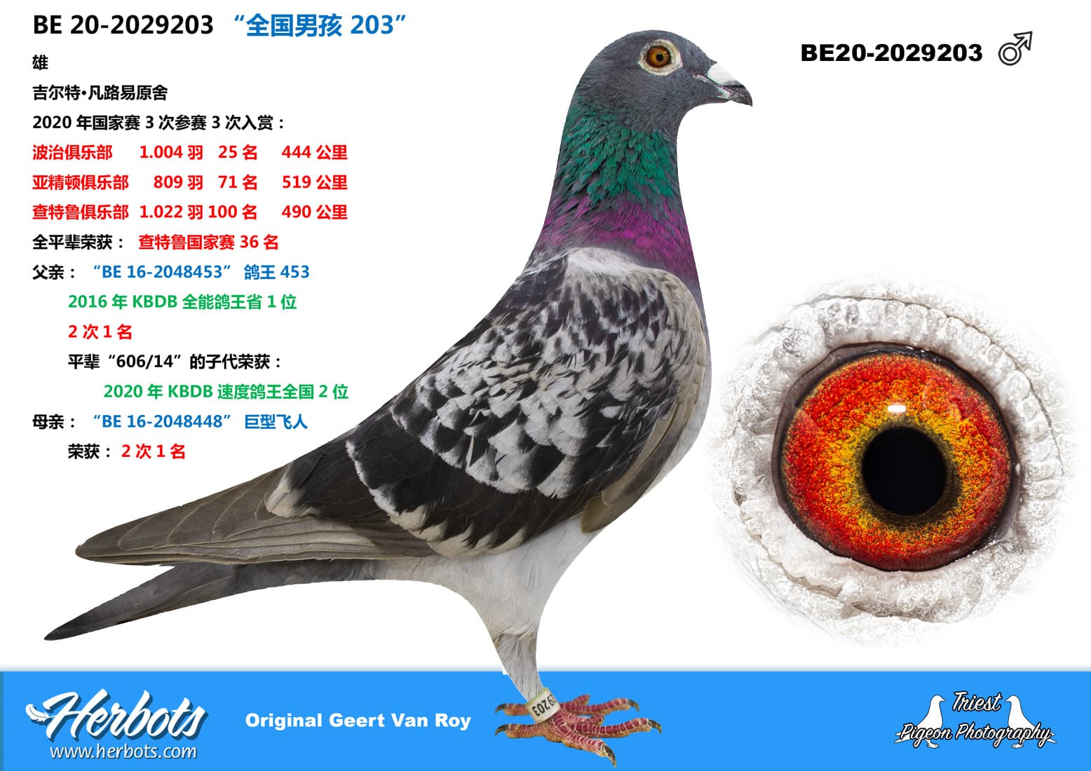 pigeon: undefined