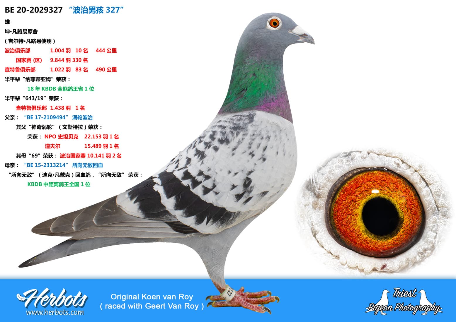 pigeon: undefined