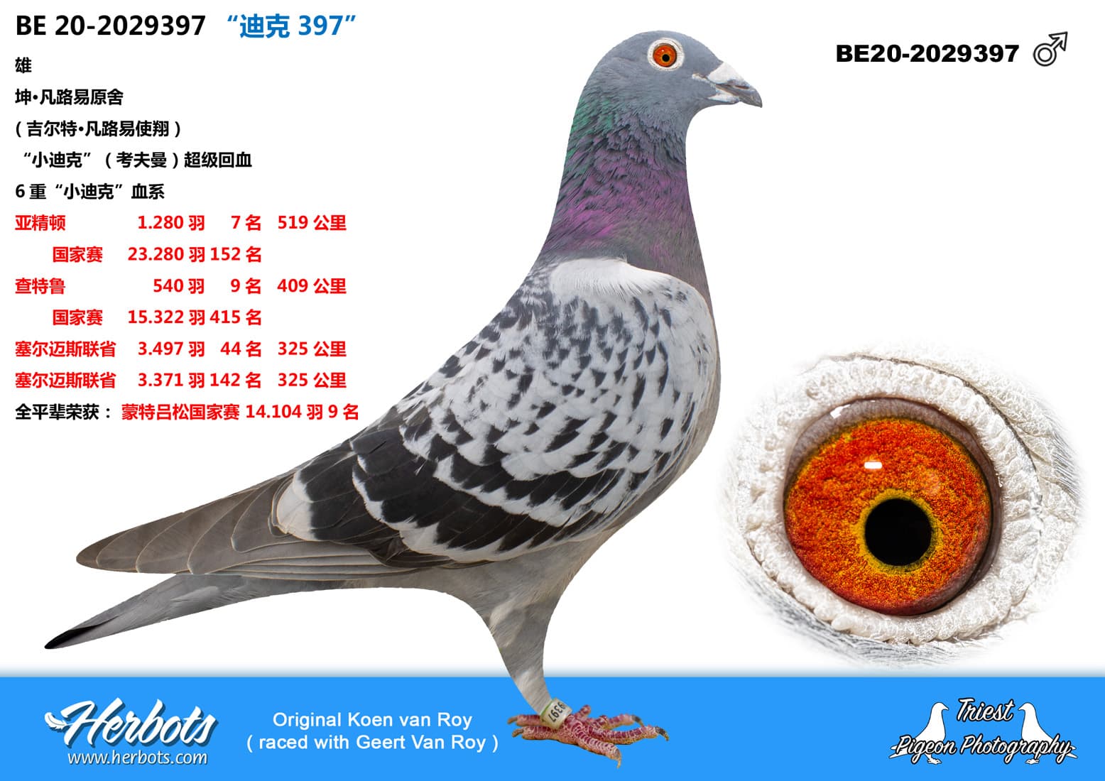 pigeon: “迪克397”