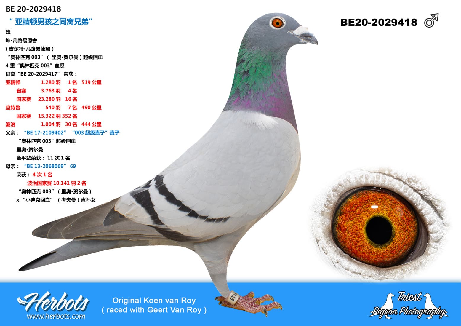 pigeon: undefined