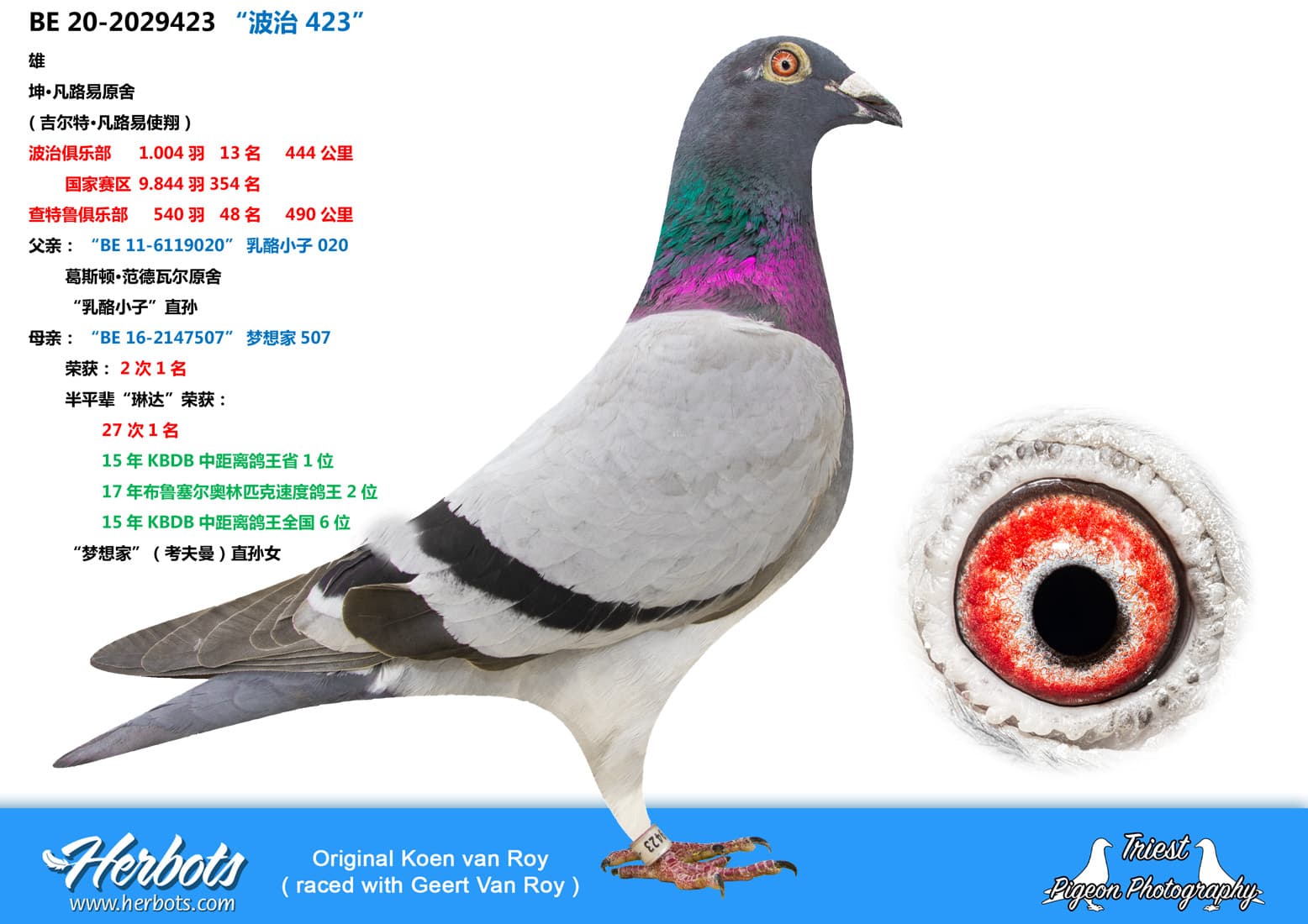 pigeon: undefined