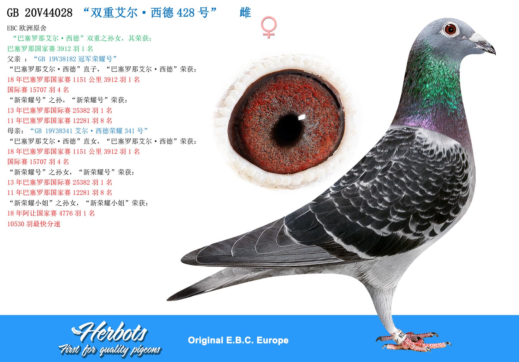 pigeon: undefined