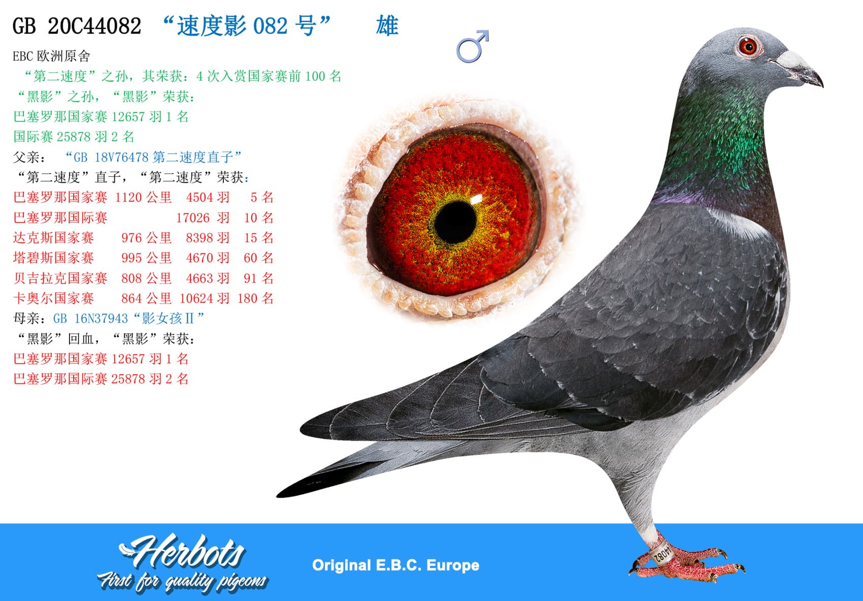 pigeon: undefined