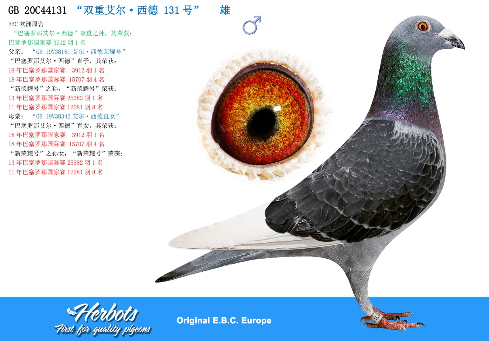 pigeon: undefined