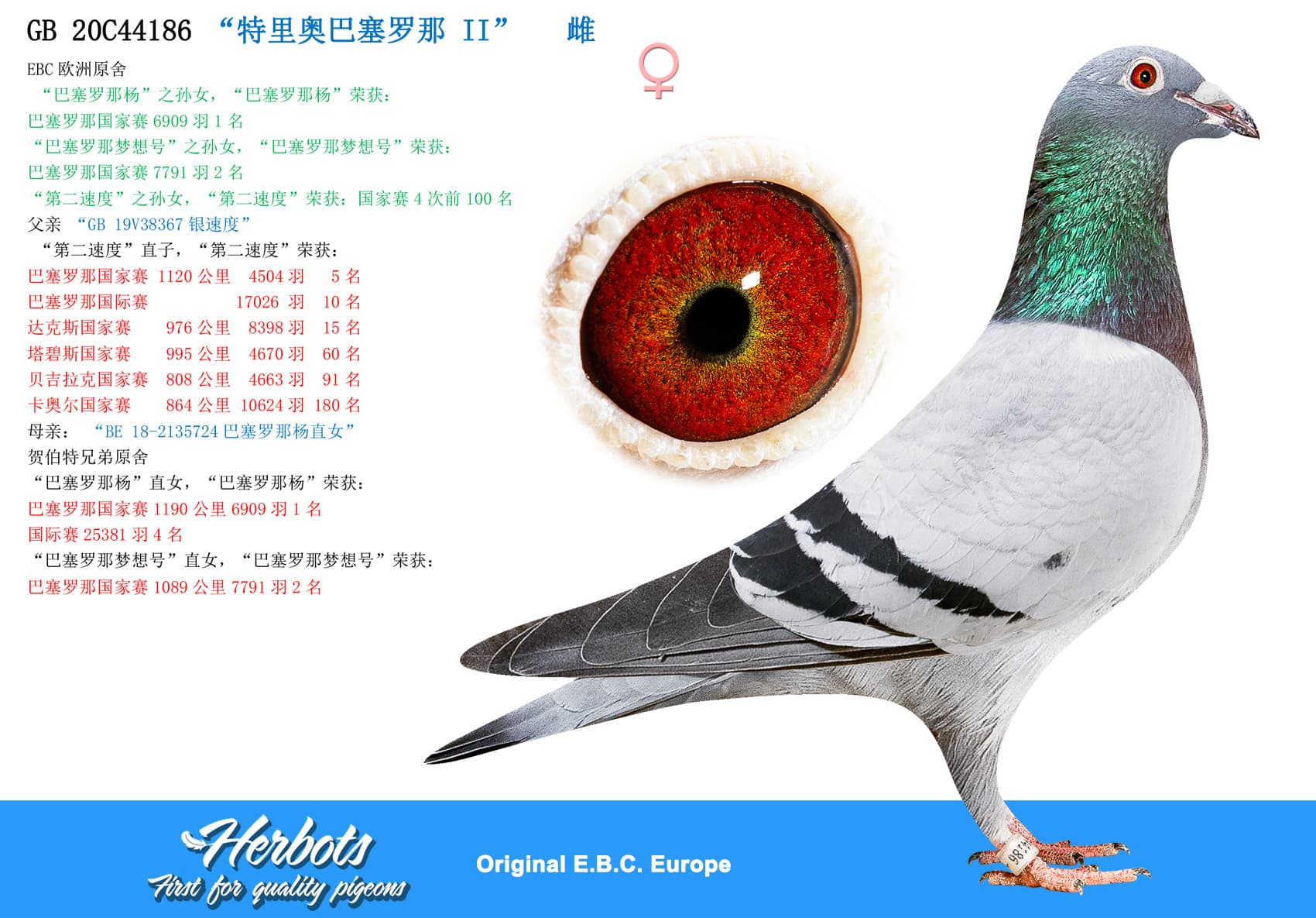 pigeon: undefined