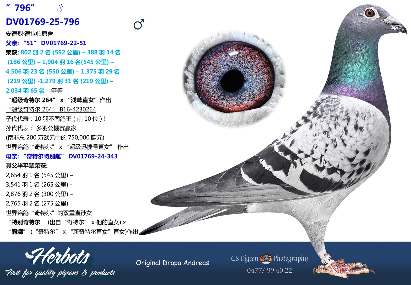 pigeon: undefined