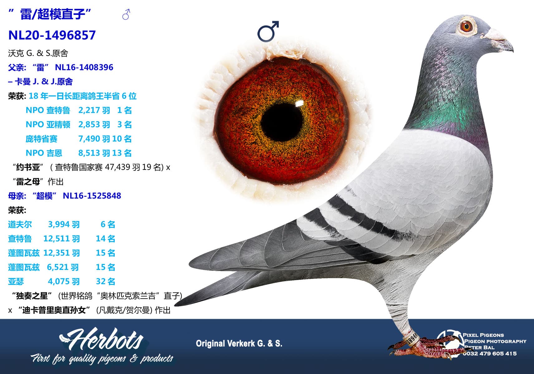 pigeon: undefined