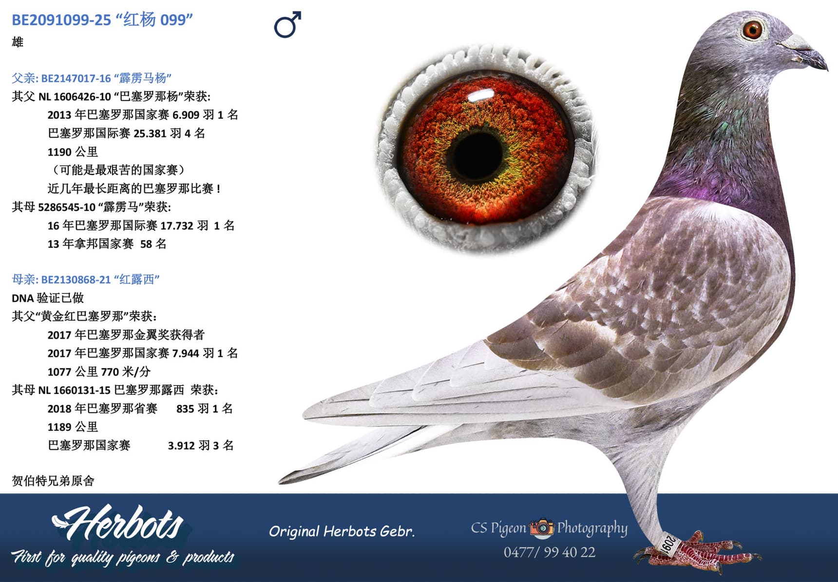 pigeon: undefined